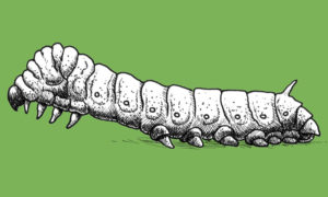 T6silkworm